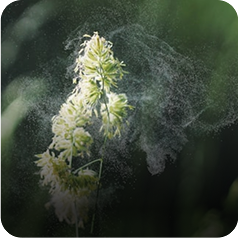 Allergens (dust, pollen)