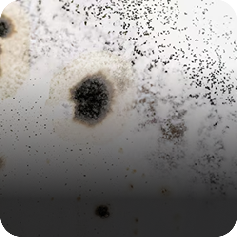 Mold Spores